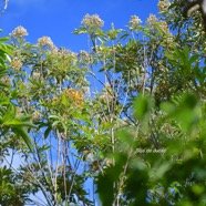  Cossinia pinnata Bois de Judas Sapindacea e Endémique La Réunion, Maurice 4569.jpeg