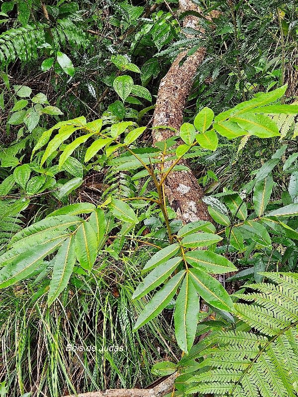  Cossinia pinnata Bois de Judas Sapindaceae Endémique La Réunion, Maurice 18.jpeg