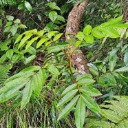  Cossinia pinnata Bois de Judas Sapindaceae Endémique La Réunion, Maurice 18.jpeg