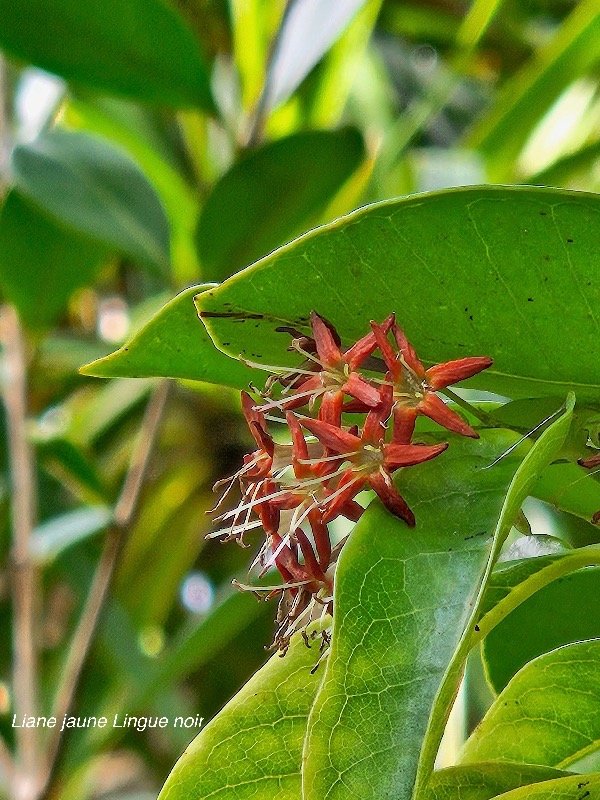  Danais fragrans Liane jaune, Lingue noi r Rubiaceae Indigène La Réunion 1.jpeg