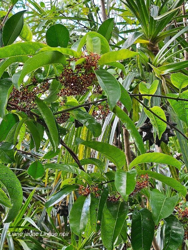  Danais fragrans Liane jaune, Lingue noir  Rubiaceae Indigène La Réunion 200.jpeg