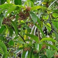  Danais fragrans Liane jaune, Lingue noir  Rubiaceae Indigène La Réunion 200.jpeg