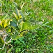  Drypetes caustica Corce blanc ba?tard Putranj uvaceae  Endémique La Réunion, Maurice 3.jpeg