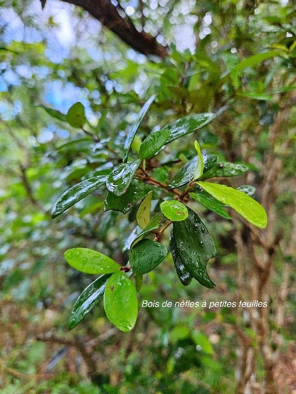  Eugenia buxifolia Bois de nèfles à petites feuilles Myrtaceae Endémique La Réunion 29.jpeg