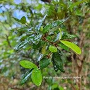  Eugenia buxifolia Bois de nèfles à petites feuilles Myrtaceae Endémique La Réunion 29.jpeg