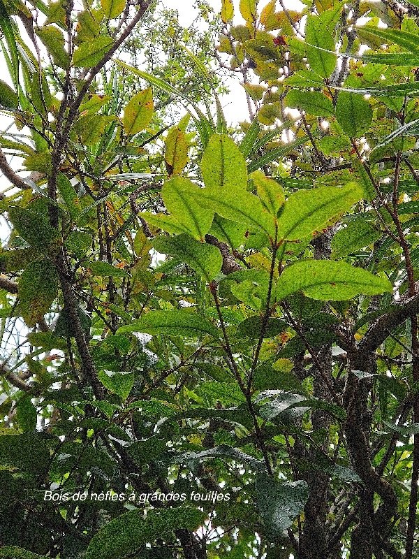  Eugenia mespiloides Bois de nèfles à grandes feuilles Myrtaceae Endémique La Réunion 15.jpeg