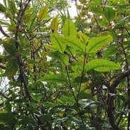  Eugenia mespiloides Bois de nèfles à grandes feuilles Myrtaceae Endémique La Réunion 15.jpeg