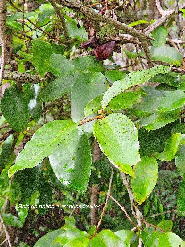  Eugenia mespiloides Bois de nèfles à grandes feuilles Myrtaceae Endémique La Réunion 18.jpeg