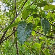  Ficus densifolia Grand affouche Moracea e Endémique La Réunion, Maurice 07.jpeg