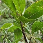  Ficus reflexa Ti l'affouche Mora ceae Indigène La Réunion 29.jpeg