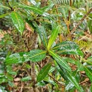  Gaertnera vaginata Losto cafe? Rubi aceae Endémique La Réunion 51.jpeg