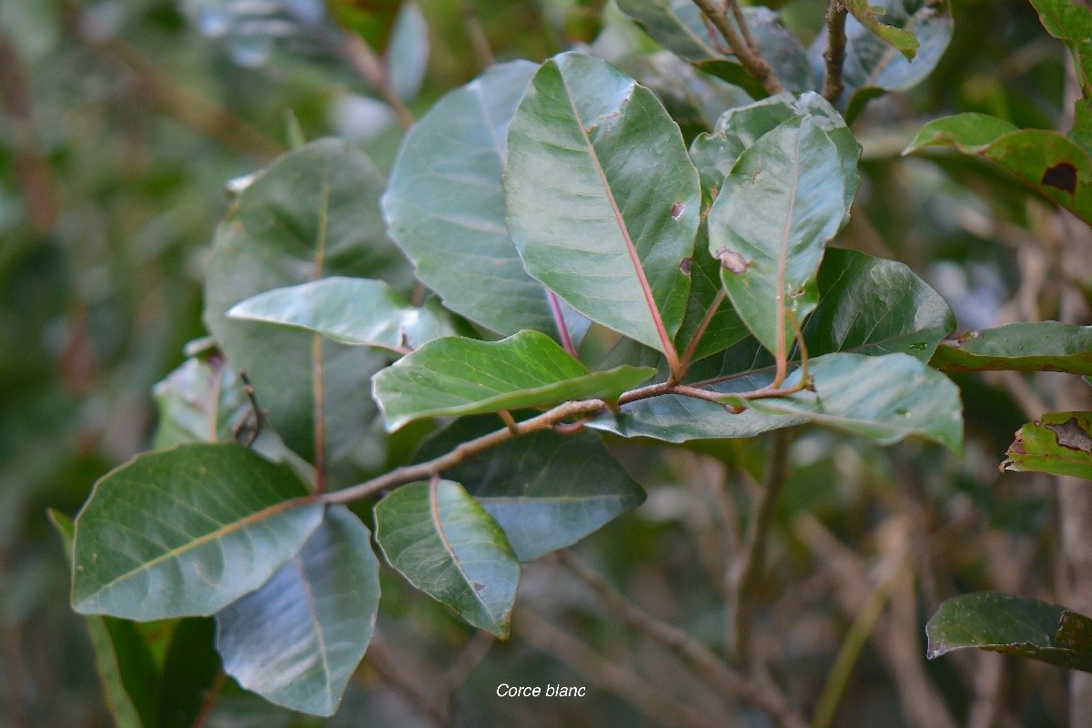  Homalium paniculatum Corce blanc Salicacea e Endémique La Réunion, Maurice 4551.jpeg