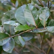  Homalium paniculatum Corce blanc Salicacea e Endémique La Réunion, Maurice 4551.jpeg