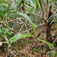  Hugonia serrata Liane de cle? Linaceae  Endémique La Réunion, Maurice 48.jpeg