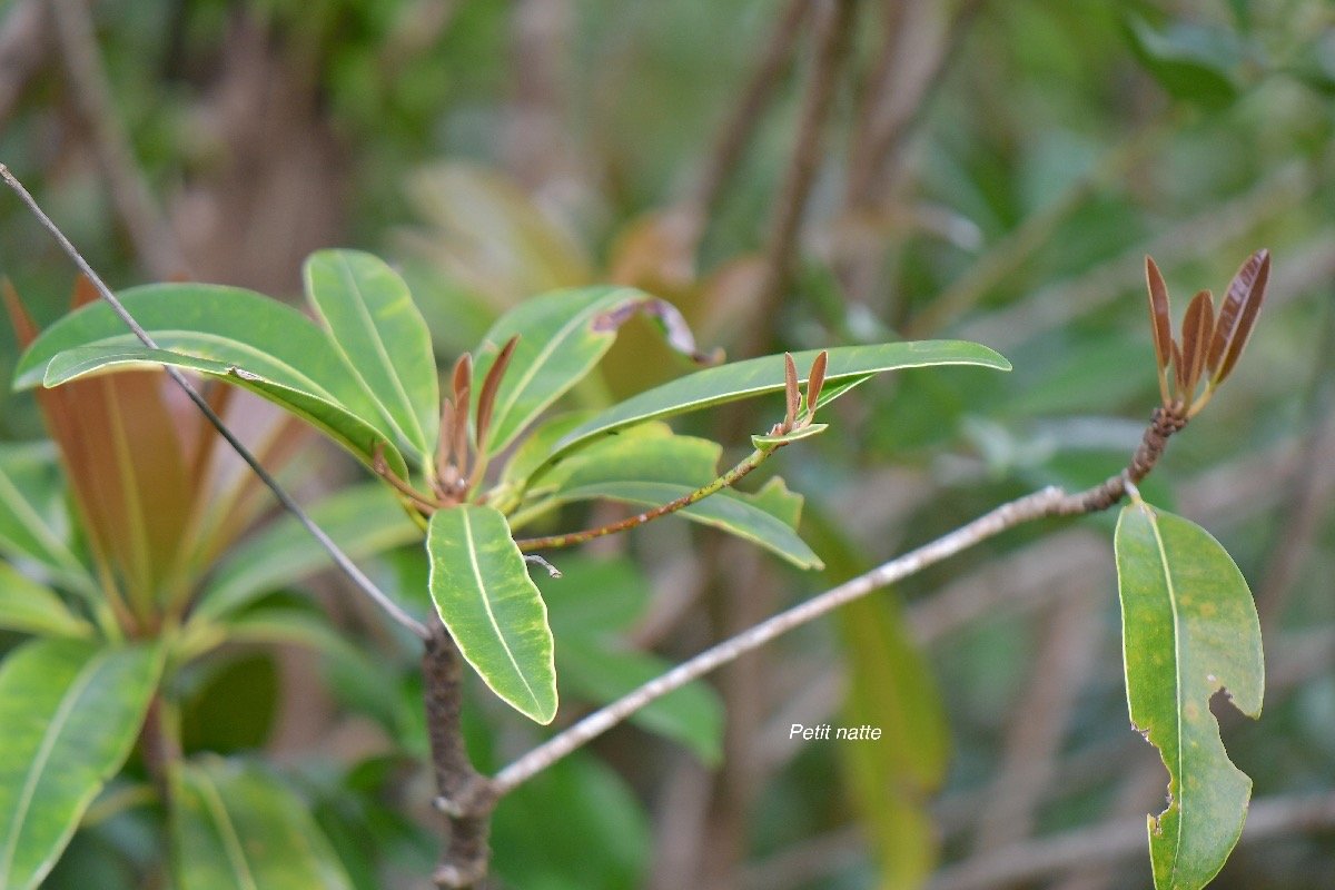  Labourdonnaisia calophylloides Petit natte Sapo taceae  Endémique La Réunion, Maurice 4583.jpeg