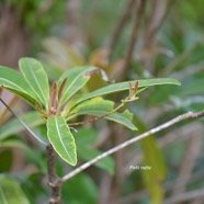  Labourdonnaisia calophylloides Petit natte Sapo taceae  Endémique La Réunion, Maurice 4583.jpeg
