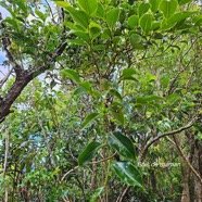  Maillardia borbonica Bois de maman M oraceae Endémique La Réunion 40.jpeg