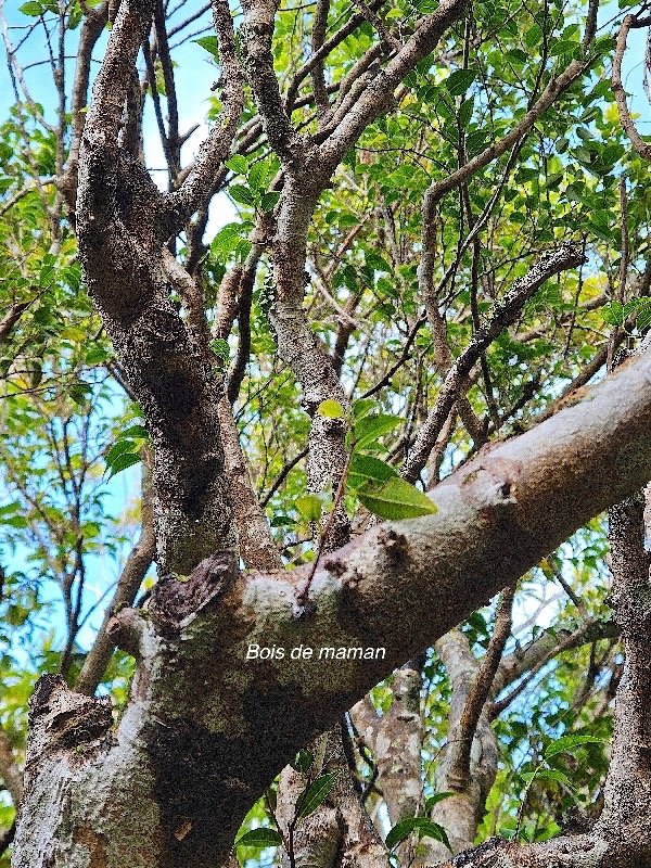  Maillardia borbonica Bois de maman Moraceae Endémique La Réunion 41.jpeg
