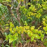  Memecylon confusum Bois de balai Melastomataceae Endémique La Réunion 501.jpeg