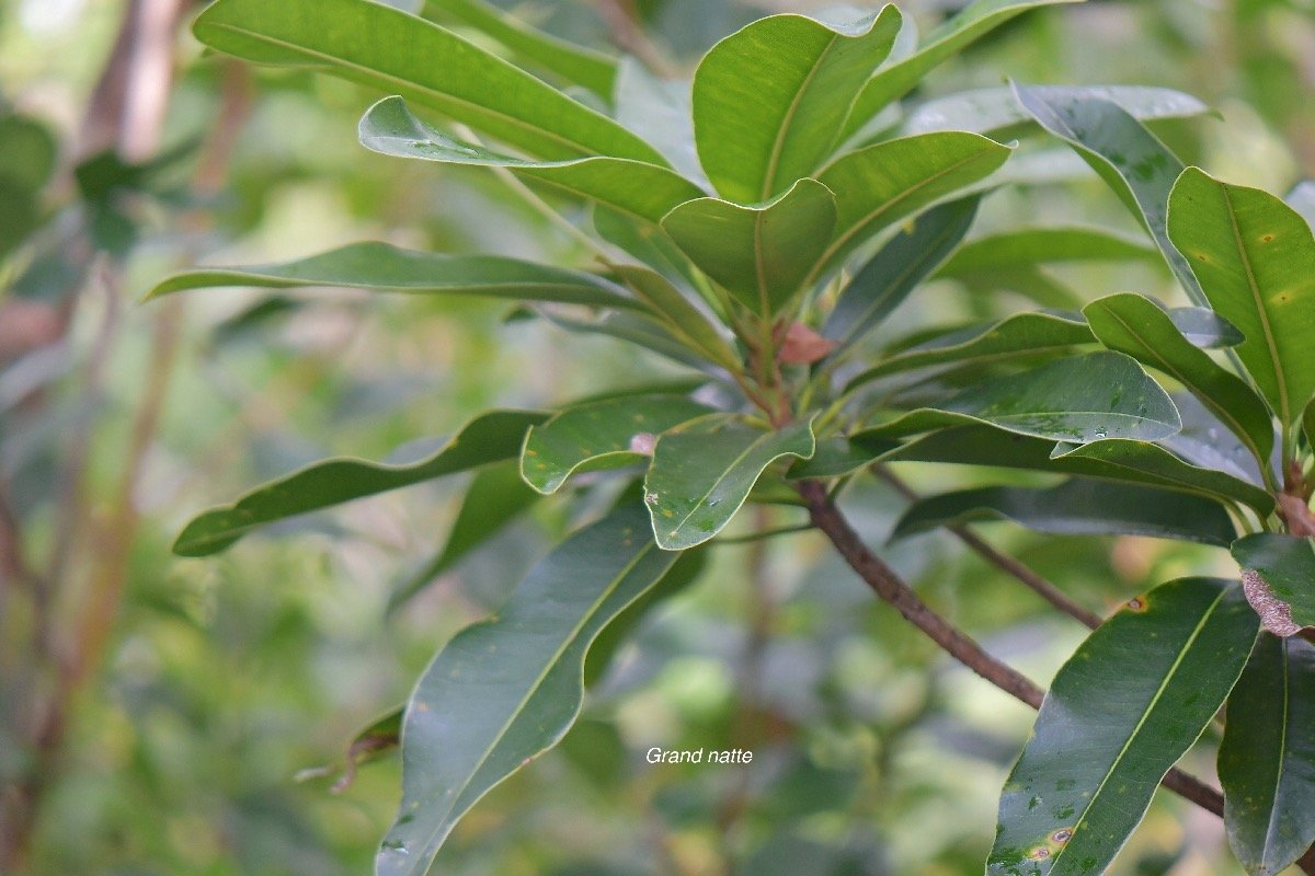  Mimusops balata Grand natte Sapotaceae Endémique La Réunion, Maurice 4549.jpeg