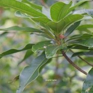  Mimusops balata Grand natte Sapotaceae Endémique La Réunion, Maurice 4549.jpeg