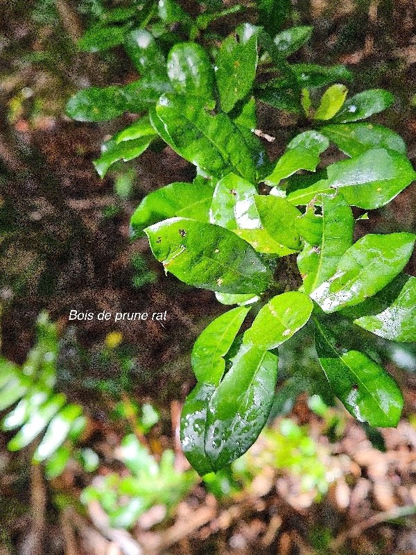  Myonima obovata Bois de prune rat Rubiace ae Endémique La Réunion, Maurice 30.jpeg
