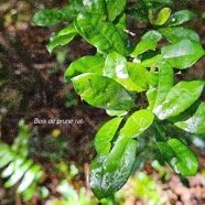  Myonima obovata Bois de prune rat Rubiace ae Endémique La Réunion, Maurice 30.jpeg