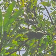  Ochrosia borbonica Bois jaune Apocynaceae Endémique La Réunion, Maurice 31.jpeg