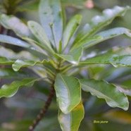  Ochrosia borbonica Bois jaune Apocynaceae Endémique La Réunion, Maurice 4522.jpeg