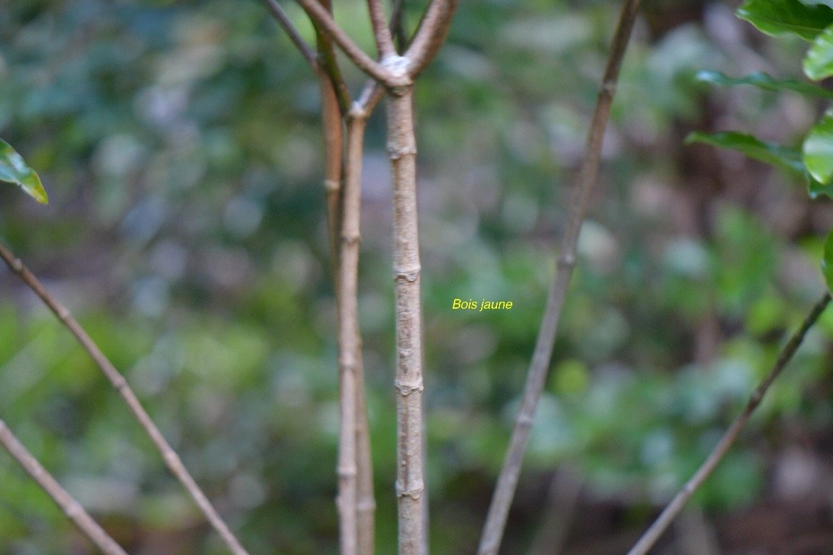  Ochrosia borbonica Bois jaune Apocynaceae Endémique La Réunion, Maurice 4527.jpeg