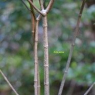  Ochrosia borbonica Bois jaune Apocynaceae Endémique La Réunion, Maurice 4527.jpeg