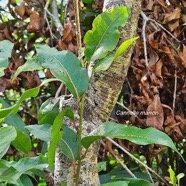  Ocotea obtusata Cannelle marron Lauraceae Endémique La Réunion, Maurice 10.jpeg