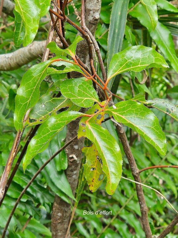  Olax psittacorum Bois d'effort Olacaceae Endémique La Réunion, Maurice 101.jpeg