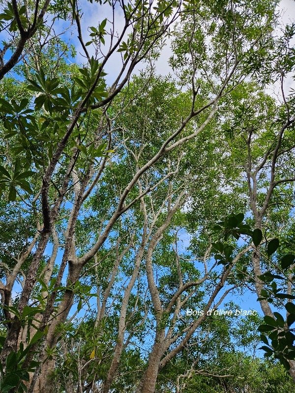  Olea lancea Bois d'olive blanc Ole aceae Indigène La Réunion 2.jpeg