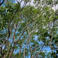  Olea lancea Bois d'olive blanc Ole aceae Indigène La Réunion 2.jpeg