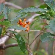  Pittosporum senacia Bois de joli coeur  Pi ttosporaceae Indigène La Réunion 4545.jpeg