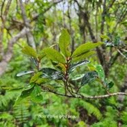  Pleurostylia pachyphloea Bois d'olivre gros peau Celastraceae Endémique La Réunion 301.jpeg