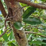  Secamone dilapidans Liane de lait Apocynaceae Endémique La Réunion, Maurice 33.jpeg
