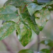  Securinega durissima Bois dur Phyllanthaceae  Indigène La Réunion 4543.jpeg