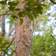  Securinega durissima Bois dur Phyllanthaceae Indigène La Réunion 4567.jpeg