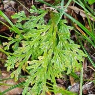  Selaginella sinuosa Selaginellace ae Endémique La Réunion 18.jpeg