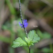  Stachytarpheta urticifolia Epi bleu Verbenaceae E nvahissant seulement en milieu perturbé 4529.jpeg