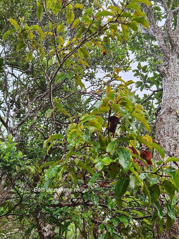  Syzygium cymosum Bois de pomme rouge Myrtaceae Endémique La Réunion, Maurice 35.jpeg