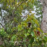  Syzygium cymosum Bois de pomme rouge Myrtaceae Endémique La Réunion, Maurice 35.jpeg