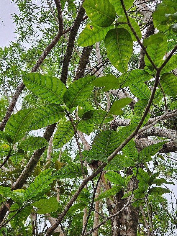  Tabernaemontana mauritiana Bois de lait Apocynaceae Endémique La Réunion, Maurice 42.jpeg
