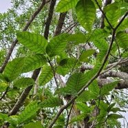  Tabernaemontana mauritiana Bois de lait Apocynaceae Endémique La Réunion, Maurice 42.jpeg