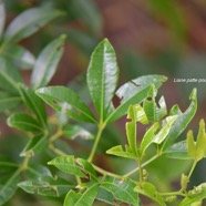 Toddalia asiatica Liane patte poule Rutaceae Indigène La Réunion 4547.jpeg