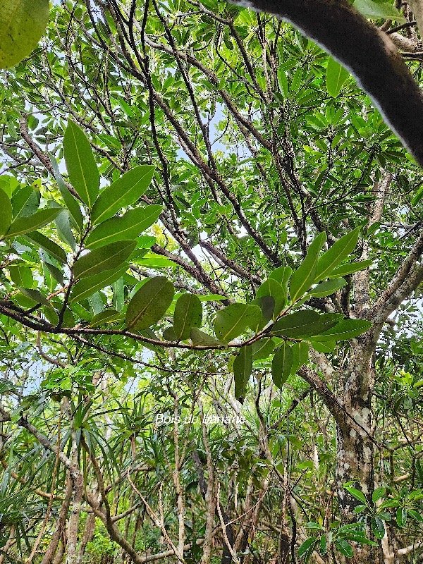  Xylopia richardii Bois de banane Annonaceae Endémique La Réunion, Maurice 21.jpeg