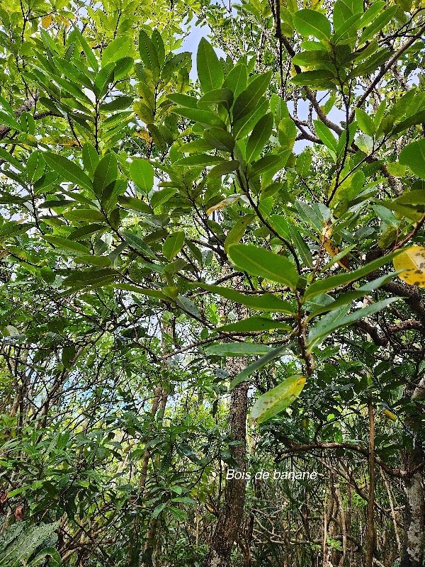  Xylopia richardii Bois de banane Annonaceae Endémique La Réunion, Maurice 59.jpeg