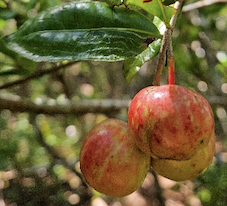 Piton Mont Vert 20 ao&ucirc;t  2024